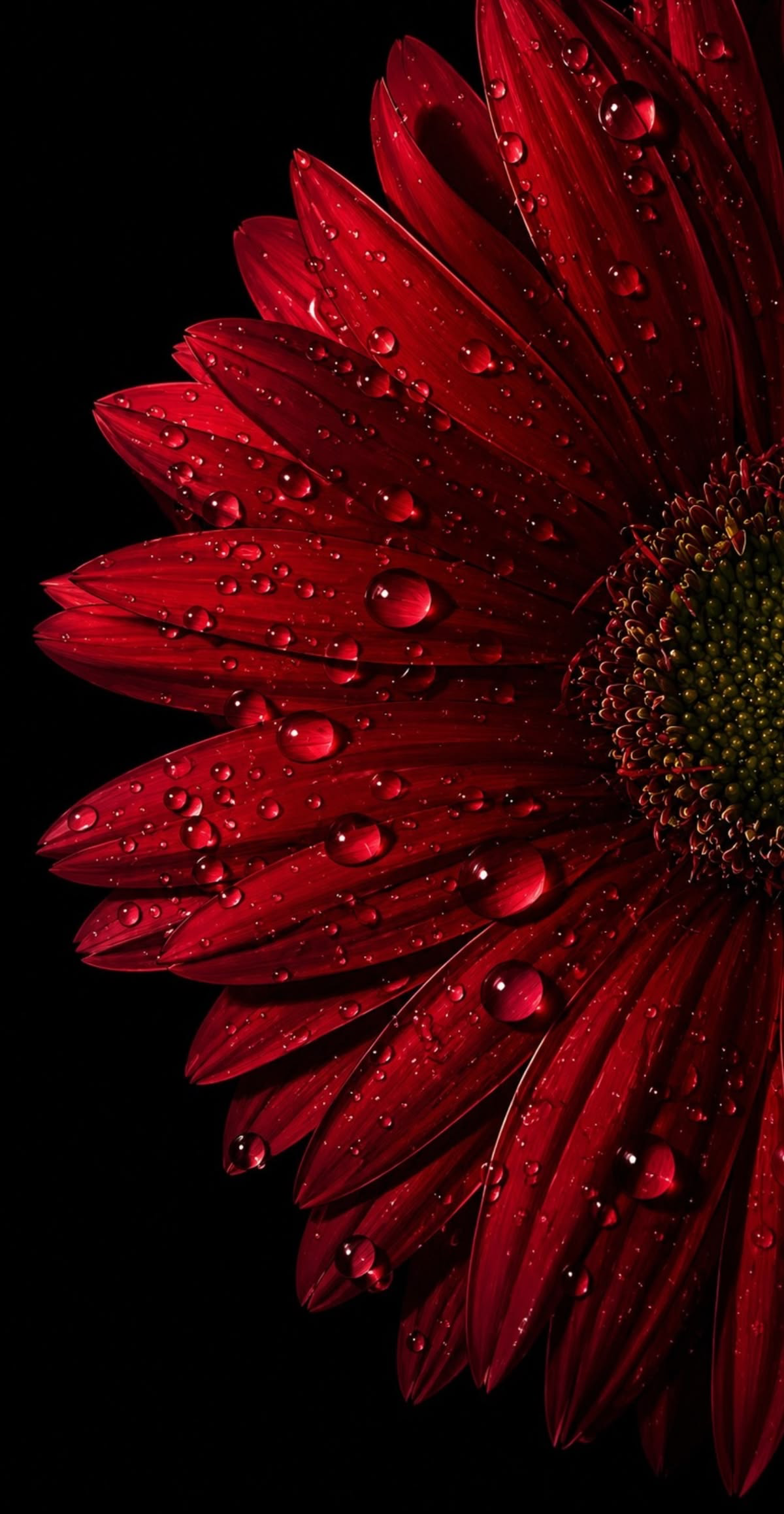 A vivid red gerbera daisy covered in glistening water droplets against a black background